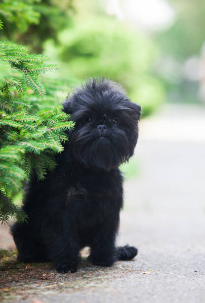 istock Little black affenpinscher puppy 1452780908