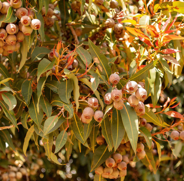 istock Gum nut seed pods and eucalyptus leaves on Eucalyptus tree in close up in dappled light 1452780998