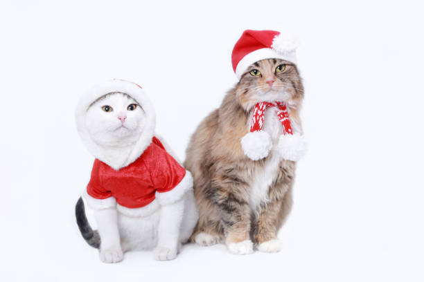 istock Two cats isolated on a white background. Cat in Santa Claus Xmas red hat. Web banner empty space for text. Cat wearing red christmas hat. Merry Christmas. White Kitten in Santa costume. Winter 2023 1452781014