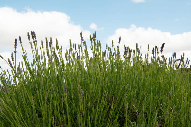 istock Lavender plants against a blue, cloudy sky. 1452781074
