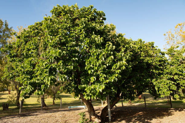 istock The Old Mulberry tree at Kingscote, Kangaroo Island. 1452781244