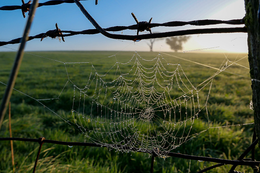 A spider's web on a barbed wire fence, with drops of early morning dew, dripping from the sticky silk trap. The barbs and web represent a hazard and barrier from the field beyond, with a solitary tree, at sunrise.