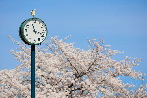 Cherry blossoms and clock \