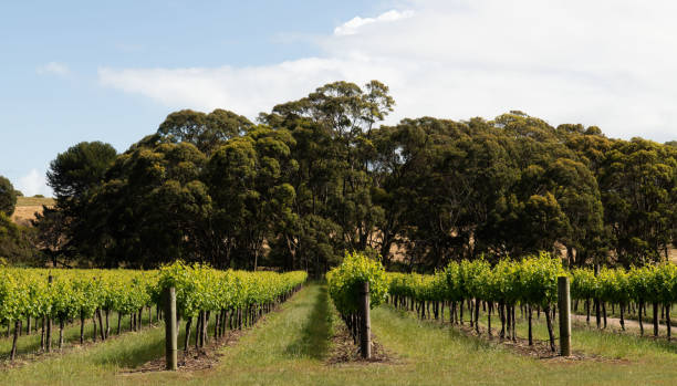 istock Rows of grape vines in a vineyard 1452782826