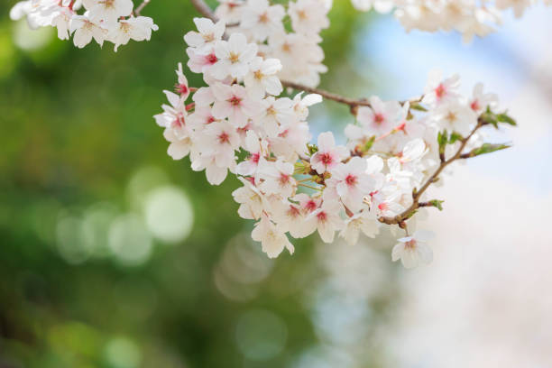 春の桜「兵庫県」