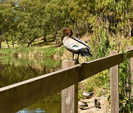 Wood duck perched on wooden railing by the River Torrens in Adelaide, South Australia, Australia