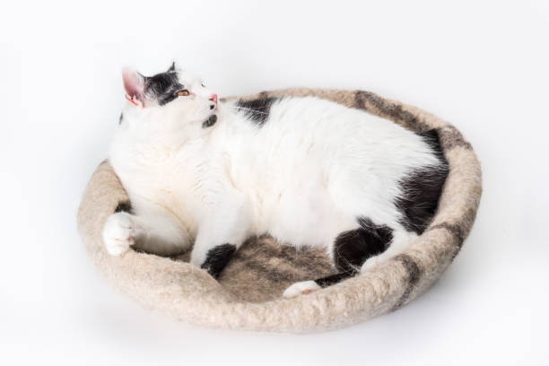 istock Happy tailless Manx cat is lying down in a cozy felt bed. 1452783783