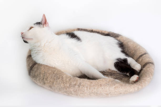 istock Manx cat in a cozy felt bed. 1452783785
