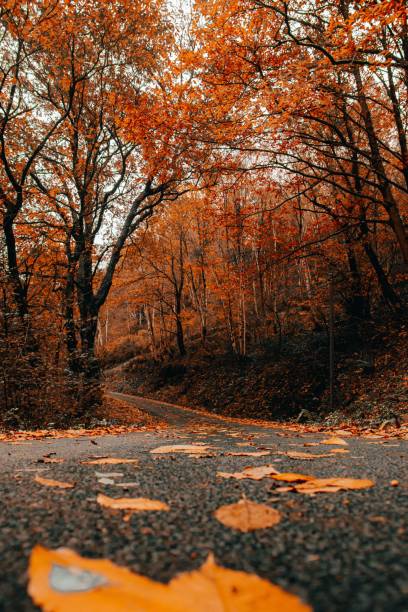 istock Narrow road in bright autumn forest 1452784575