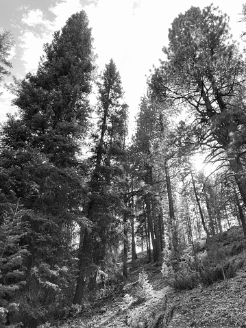 A path in pine trees located in Beaver, Utah in black and white