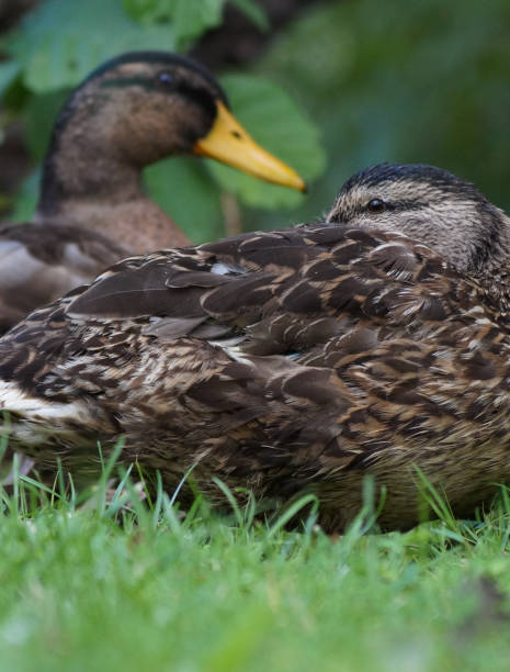 istock Close up of mallard ducks on field 1452785506