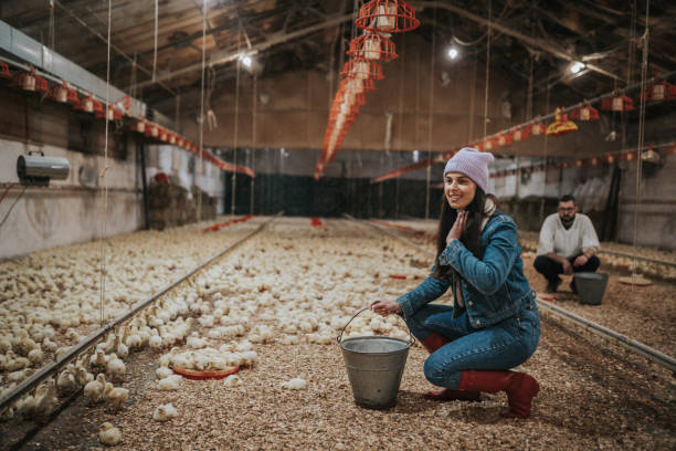 retrato de una mujer de granja - industry chicken agriculture poultry fotografías e imágenes de stock