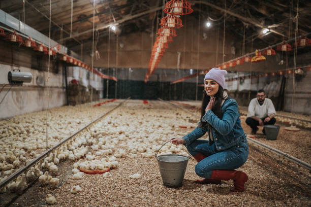 ritratto di una donna agricoltore - industry chicken agriculture poultry foto e immagini stock