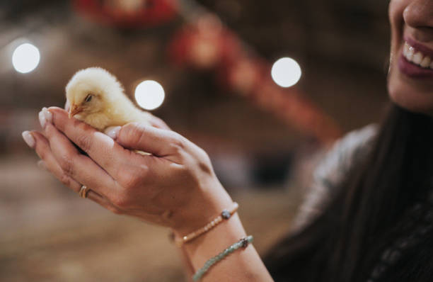 istock Friends work on a chicken farm 1452786518