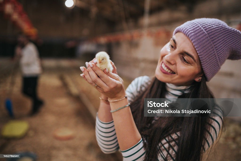 Friends work on a chicken farm Adult Stock Photo