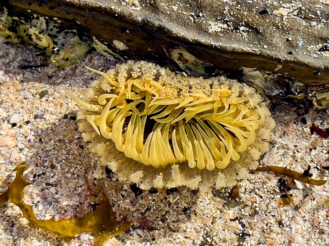 Horizontal high angle closeup photo of a yellow-toned Sea Anemone in a tidal rock pool on the south coast of NSW in the Meroo National Park near popular travel destination, Ulladulla.i