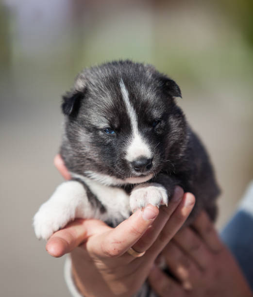 istock Newborn Siberian Husky puppies 1452788885