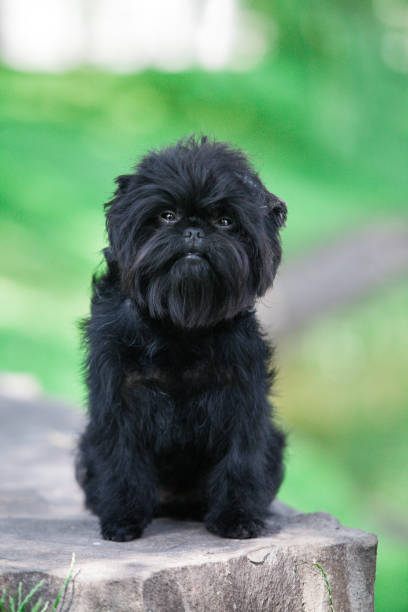 istock Little black affenpinscher puppy 1452788908