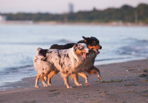 istock Australian Shepherds playing near the sea 1452789021
