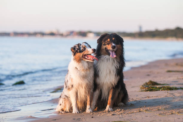 istock Australian Shepherds playing near the sea 1452789026