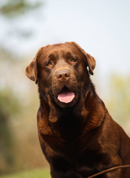 istock Labrador retriever in green park 1452789031