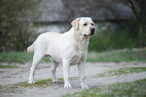 yellow labrador retriever standing and looking at camera, isolated on white background