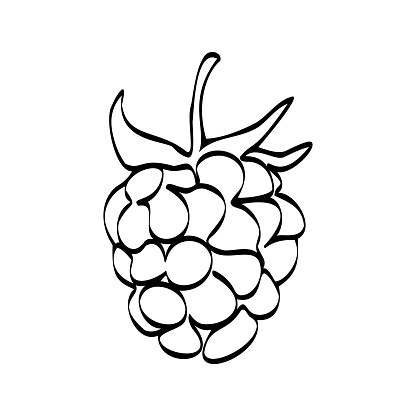 Continuous one line drawing raspberries. Vector illustration. Black line art on white background. Cartoon raspberries isolated on white background. Vegan concept