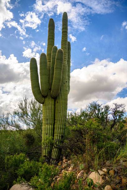 istock An overlooking view in Catalina SP, Arizona 1452791026