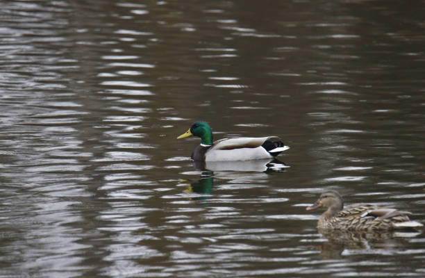 istock Mallard Duck (male) (anas platyrhynchos) with a female in the foreground 1452792327