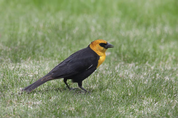 istock Yellow-headed Blackbird (male) (xanthocephalus xanthocephalus) perched on a grassy lawn 1452792337