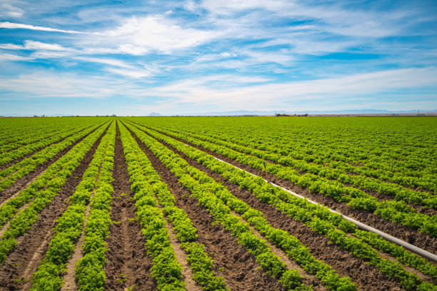 istock Vegetable farm, carrot field,  in Imperial Valley 1452792355