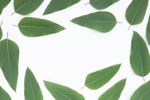 istock Eucalyptus leaves on white background. 1452793957