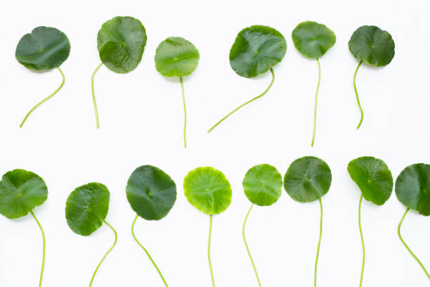 istock Fresh green centella asiatica leaves 1452794006