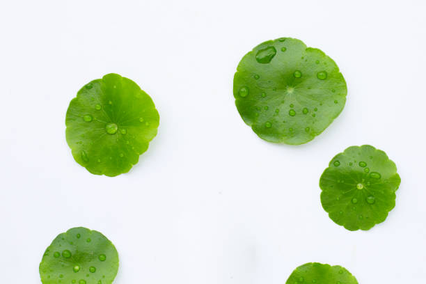 istock Fresh green centella asiatica leaves with water drop 1452795024