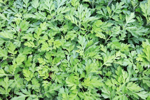 istock A leaf of mugwort 1452796503