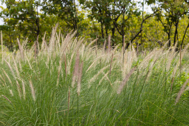 istock Fountain grass or pennisetum alopecuroides 1452798224