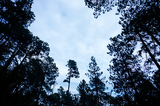 Forested natural landscape in La Malinche mountain, on a cloudy day