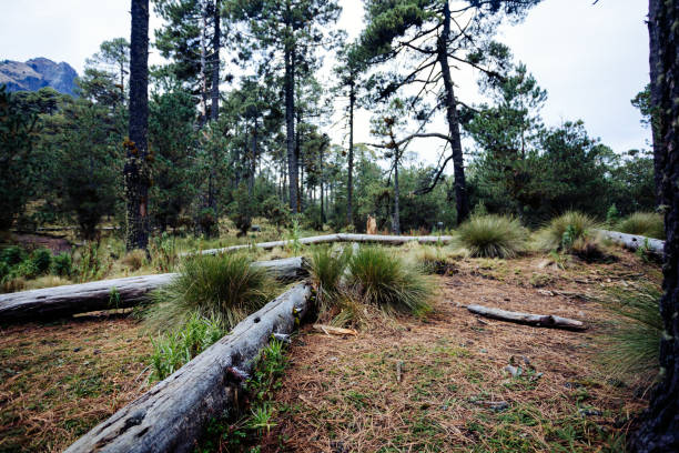 forested natural landscape in la malinche - mexican flame leaf imagens e fotografias de stock