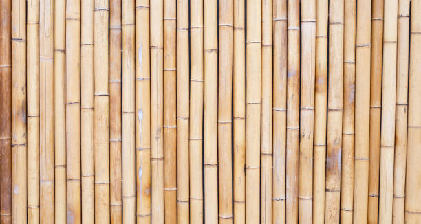 istock Yellow bamboo texture. Dried bamboo wall or fence background 1452799418