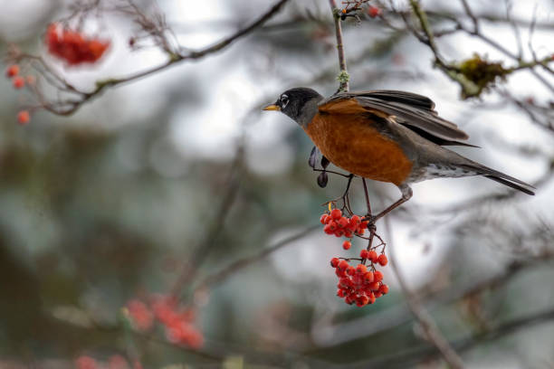 istock American Robin eating berries in a park 1452800056