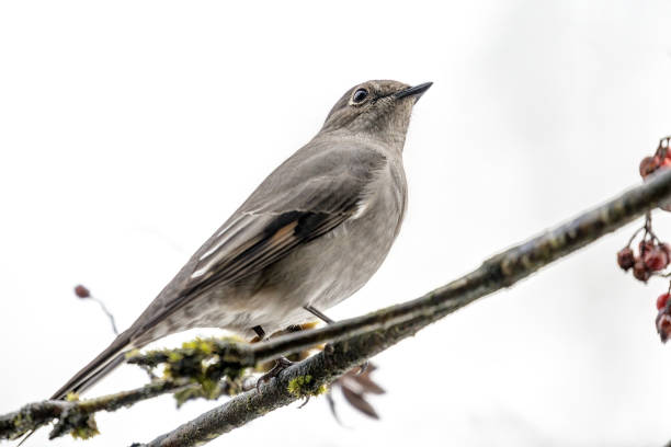 istock Townsend's Solitaire bird perched on a cotoneaster berry tree branch 1452800061