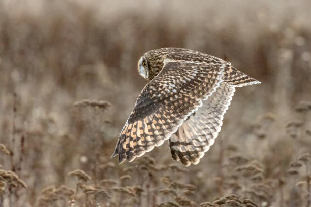 istock short-eared owl flying in winter 1452800101