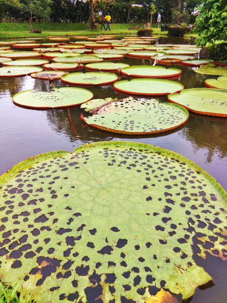 riesenblatt der victoria lotus pflanze in einem breiten teich - lotus root water lotus plant stock-fotos und bilder