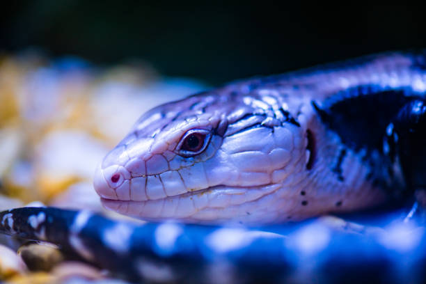 Blue tongued skink in Thai, Thailand.