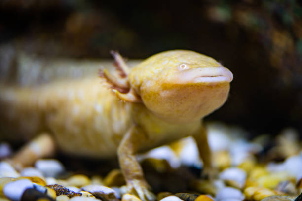 istock Axolotl in the water 1452803356