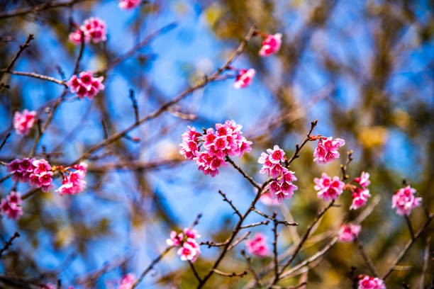 Wild Himalayan cherry or Thai style sakura flower, Thailand.