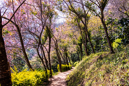 Natural Trail with Beautiful Wild Himalayan Cherry Trees in Chiangmai Province, Thailand.