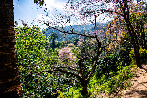 Natural Trail with Beautiful Wild Himalayan Cherry Trees in Chiangmai Province, Thailand.