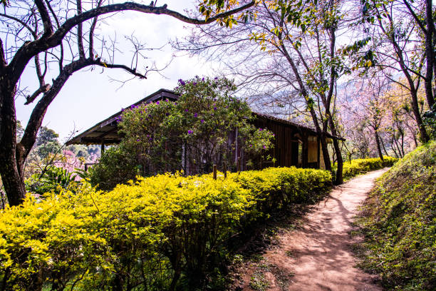 Natural Trail with Beautiful Wild Himalayan Cherry Trees in Chiangmai Province, Thailand.