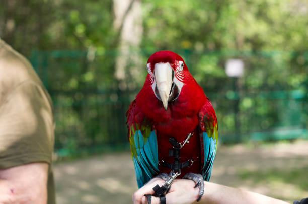 istock Colorful parrot on man’s hand 1452804994